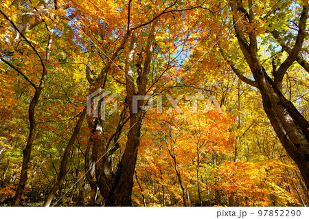 福島県中津川渓谷の紅葉 97852290