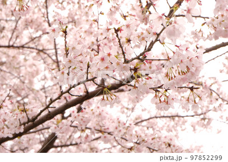 満開の桜 満開の桜 97852299