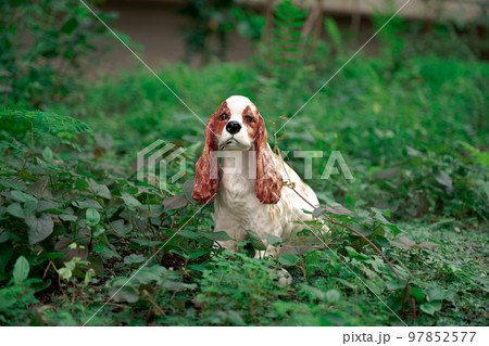 犬　人形 97852577