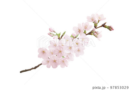 桜 花 イラスト リアル 97853029