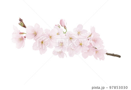 石田桂華、【桜花】、希少画集画、風景、自然、さくら、桜 - cinagro