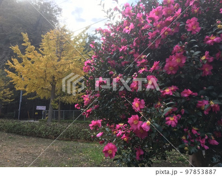 初冬の三浦半島久里浜の銀杏並木の紅葉と満開の山茶花 97853887