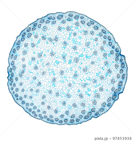 Zea stem, maize stem, cross section, 20X light micrograph. Stem of the plant Zea mays, under the light microscope. Ten individual shots combined into one overall picture. Isolated on white background. Zea stem, maize stem, cross section, 20X light micrograph. Stem of the plant Zea mays, under the light microscope. Ten individual shots combined into one overall picture. Isolated on white background. 97853938