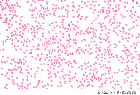 Fish blood, smear, 80X light micrograph. Fish blood erythrocytes with micronucleus, under the light microscope. Four individual shots combined into one overall picture. Isolated, on white background. 97853939