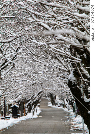 雪の秋月 97854074