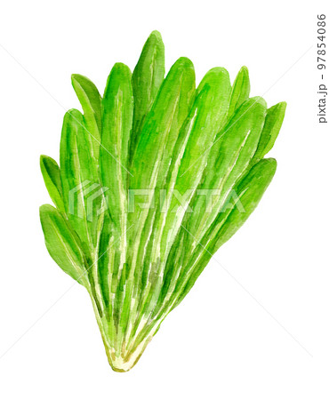 手描き水彩の京壬生菜イラスト 97854086