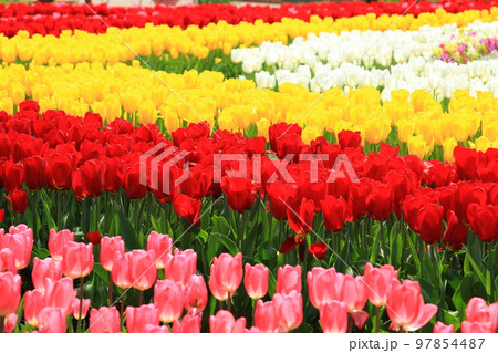 あしかがフラワーパークのチューリップ あしかがフラワーパークのチューリップ 97854487