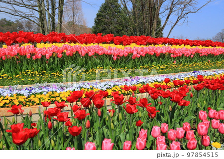 あしかがフラワーパークのチューリップ あしかがフラワーパークのチューリップ 97854515