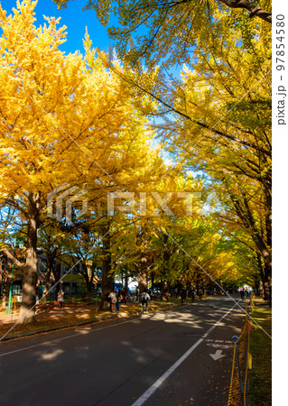 秋の札幌市・北海道大学で見た、太陽光に照らされる銀杏並木の紅葉と快晴の青空 97854580