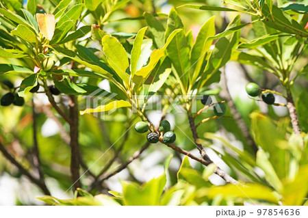 冬のホルトノキの実(冬、一月) 冬のホルトノキの実(冬、一月) 97854636