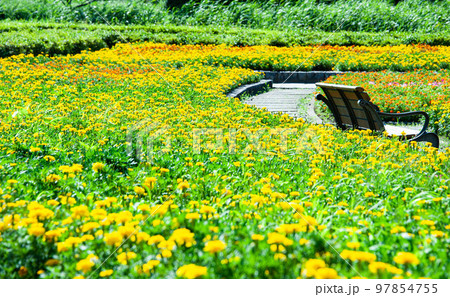 のどかな風景の21世紀の森と広場の花壇 のどかな風景の21世紀の森と広場の花壇 97854755