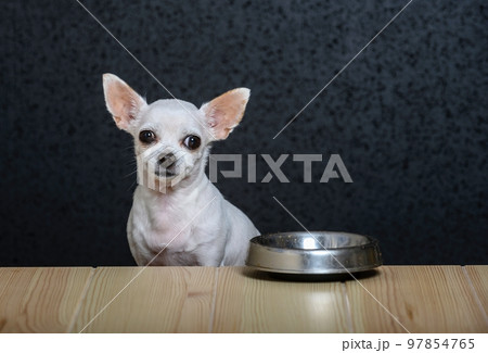 A small white dog Chihuahua sits at a wooden table made of light textured wood and looks straight ahead. Nearby on the table is an iron empty bowl for food 97854765