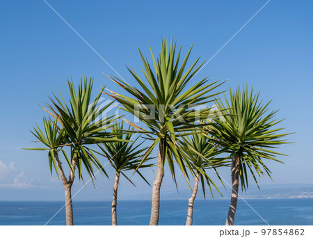 Palm trees against blue sky on sunny summer day, Calabria seaside 97854862