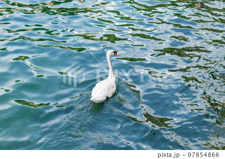 Graceful white swan latin name Cygnus Olor swimming in italian lake. Calm blue water background 97854866