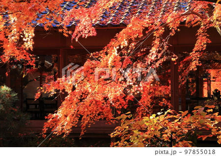 最勝寺の紅葉＜筑西市＞ 97855018