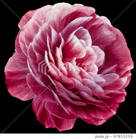 vintage rose flower red. Flower isolated on black background. No shadows with clipping path. Close-up. Nature. vintage rose flower red. Flower isolated on black background. No shadows with clipping path. Close-up. Nature. 97855259