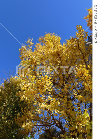 紅葉の銀杏 97855351