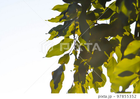 Cassia fistula ,LEGUMINOSAE CAESALPINIOIDEAE or Pudding Pine or Indian Laburnum or Golden Shower 97855352