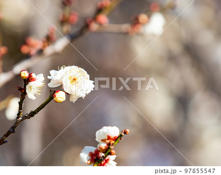 新春に咲き始めた美しい梅の花　白梅 97855547