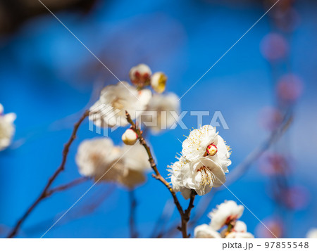 新春に咲き始めた美しい梅の花　白梅 97855548