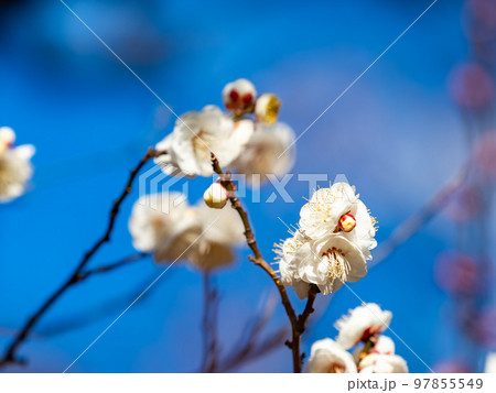 新春に咲き始めた美しい梅の花　白梅 97855549