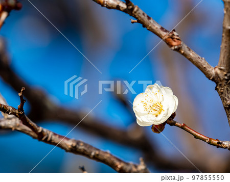 新春に咲き始めた美しい梅の花　白梅 97855550