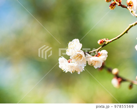 新春に咲き始めた美しい梅の花　白梅 97855569