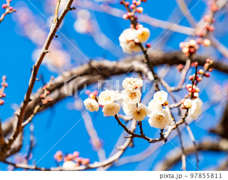 新春に咲き始めた美しい梅の花　白梅 97855811