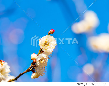 新春に咲き始めた美しい梅の花　白梅 97855827