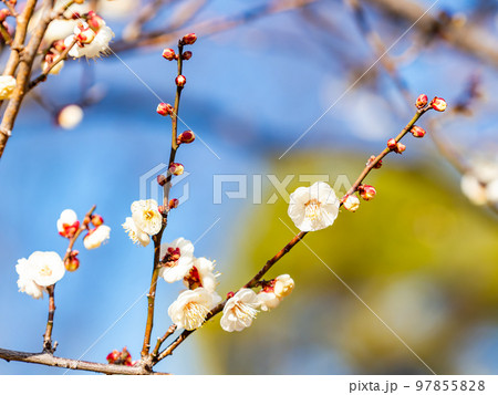 新春に咲き始めた美しい梅の花　白梅 97855828