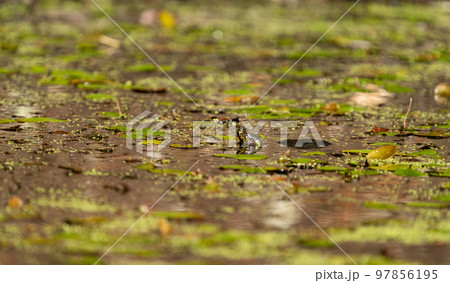 Profile view of turtle emerging over the water Profile view of turtle emerging over the water 97856195