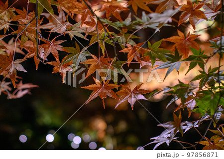 紅葉の庭園 三十路苑 長崎県雲仙市 紅葉の庭園 三十路苑 長崎県雲仙市 97856871