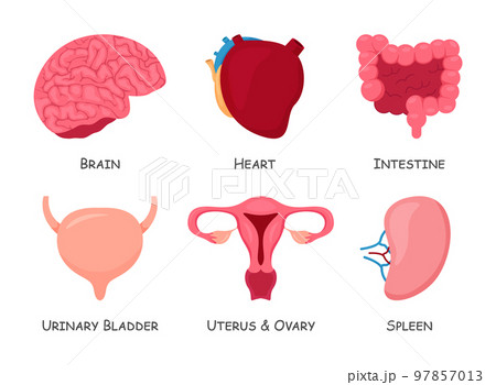 Set of human internal organs . Cartoon design ....のイラスト素材 [97857013] - PIXTA