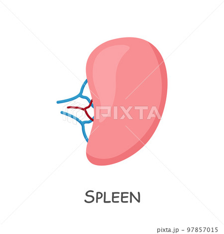 Spleen of human . Cartoon design . Isolated . Vector . 97857015