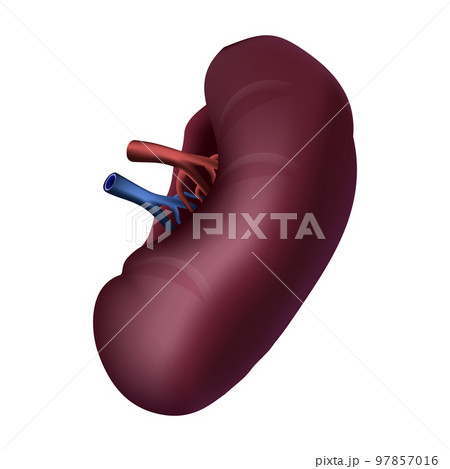 Spleen of human . Realistic design . Isolated . Vector illustration . Spleen of human . Realistic design . Isolated . Vector illustration . 97857016
