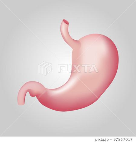 Stomach of human . Digestive system . Realistic design . Isolated . Vector illustration . 97857017