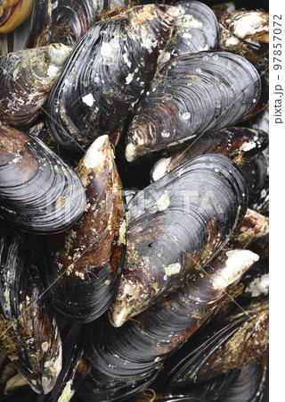 料理本 レシピ 作り方 97857072