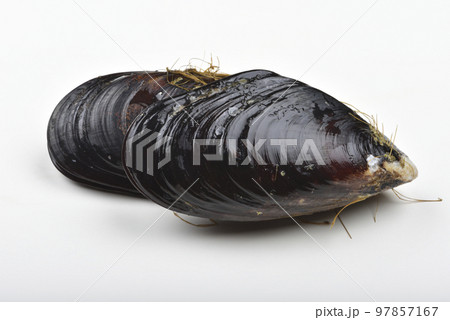 料理本 レシピ 作り方 97857167