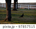 公園で散策している一羽のカラス 97857515