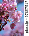 青空の下で咲く美しい河津桜 97857517
