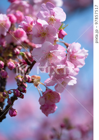 青空の下で咲く美しい河津桜 97857517