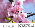 青空の下で風に揺られる満開の桜 97857518