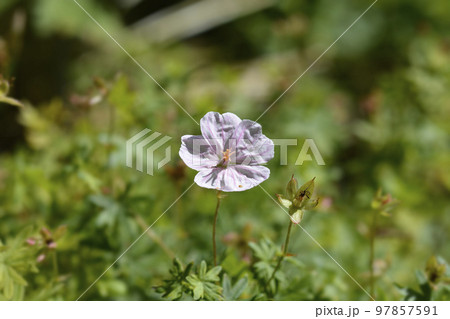Bloody cranesbill 97857591