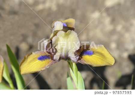 Standard Dwarf Bearded Iris Gingerbread Man 97857593