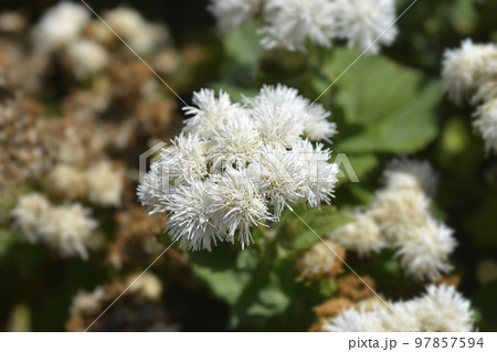 Floss Flower 97857594