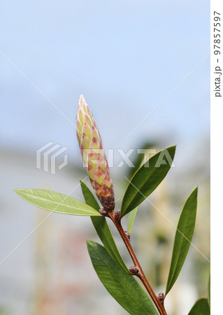 Crimson bottlebrush Splendens Crimson bottlebrush Splendens 97857597
