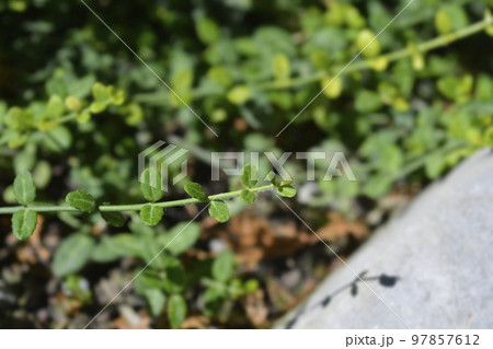 Wintercreeper Minimus Wintercreeper Minimus 97857612