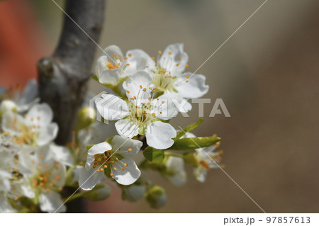Prune Plum 97857613