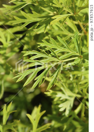 Pasque flower Pinwheel White 97857615