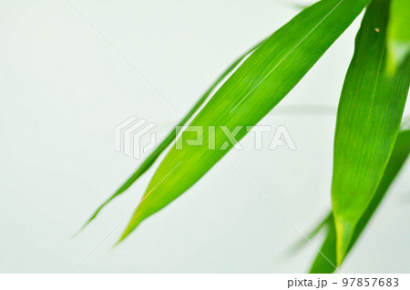 Bamboo, GRAMINEAE or POACEAE or Bambusa arundinacea Willd or Thorn Bamboo or Spiny Bamboo or Bambusa vulgaris schrad or Feathery Bamboo or Dendrocalamus strictus Nees or Male Bamboo 97857683